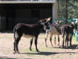 Burros/BurrosMay08001.JPG