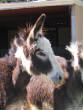 Burros/BurrosMay08002.JPG