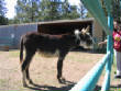 Burros/BurrosMay08003.JPG