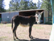 Burros/BurrosMay08004.JPG