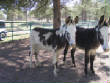 Burros/BurrosMay08005.JPG