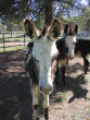 Burros/BurrosMay08006.JPG