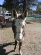 Burros/BurrosMay08007.JPG