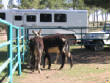 Burros/BurrosMay08008.JPG