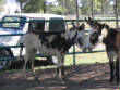 Burros/BurrosMay08009.JPG