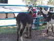 Burros/BurrosMay08011.JPG