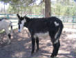 Burros/BurrosMay08012.JPG