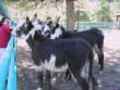 Burros/BurrosMay08013.JPG