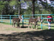 Burros/BurrosMay08015.JPG