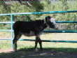 Burros/BurrosMay08016.JPG