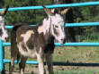 Burros/BurrosMay08017.JPG