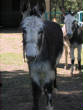 Burros/BurrosMay08018.JPG