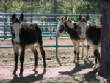 Burros/BurrosMay08019.JPG