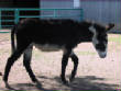 Burros/BurrosMay08020.JPG