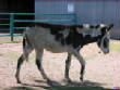 Burros/BurrosMay08021.JPG