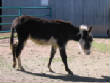 Burros/BurrosMay08022.JPG