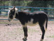 Burros/BurrosMay08023.JPG