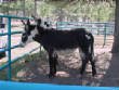 Burros/BurrosMay08024.JPG