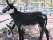 Burros/BurrosMay08025.JPG