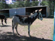 Burros/BurrosMay08026.JPG