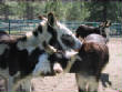 Burros/BurrosMay08027.JPG