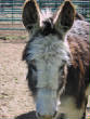 Burros/BurrosMay08028.JPG