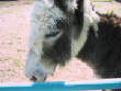 Burros/BurrosMay08031.JPG