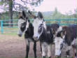 Burros/BurrosMay08039.JPG